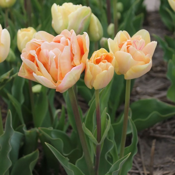 Тюльпан Charming Lady2