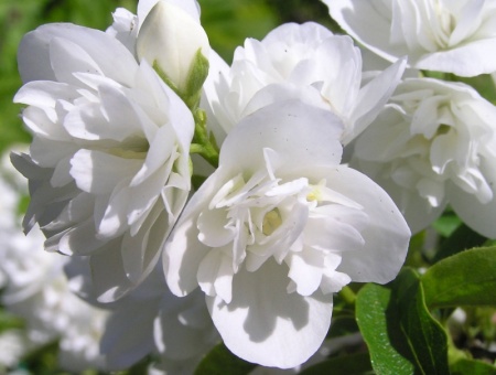 Чубушник Снежная буря1