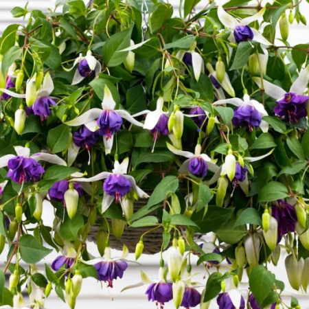 Кашпо микс7