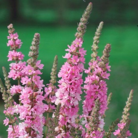 Дербенник Pink Blush2