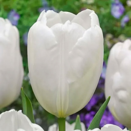 Тюльпан Hakuun3