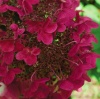 Гортензия метельчатая Wims Red