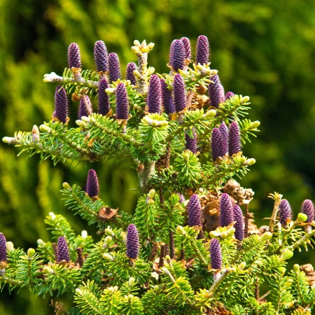 Пихта корейская2