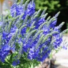 Вероника большая Роял Блю (Royal Blue)
