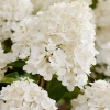 Гортензия метельчатая 'Little Rosy'3