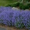 Котовник фассена Blue Wonder3 Котовник фассена Blue Wonder3