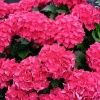 Гортензия крупнолистная Hot Red3