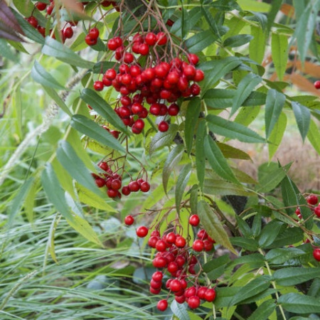 Рябина смешанная Додонг2