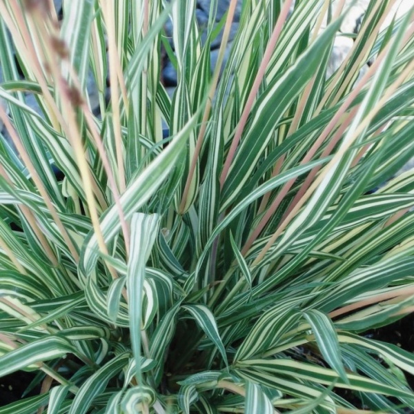 Молиния голубая Variegata2