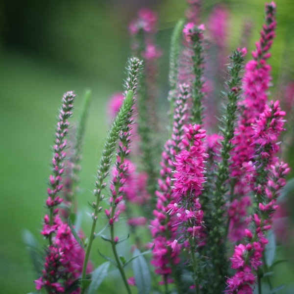 Вероника Rotfuchs