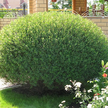 Ива пурпурная Nana3