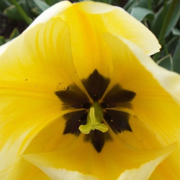 Тюльпан Jaap Groot3