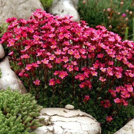Камнеломка арендса Highlander Red
