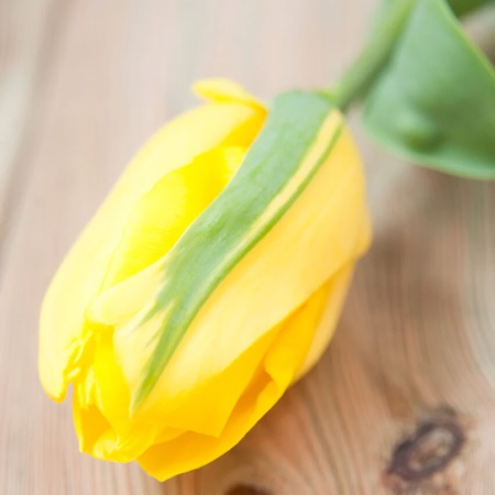 Тюльпан Strong Gold2