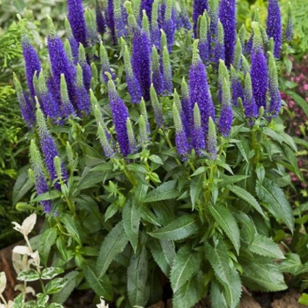 Вероника Ulster Blue Dwarf3