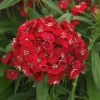Гвоздика бородатая Dart Scarlet