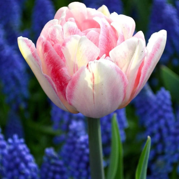 Тюльпан Foxtrot2