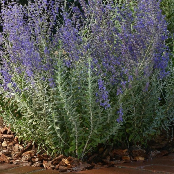 Перовския Blue Steel2