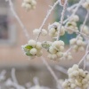 Снежноягодник белый2