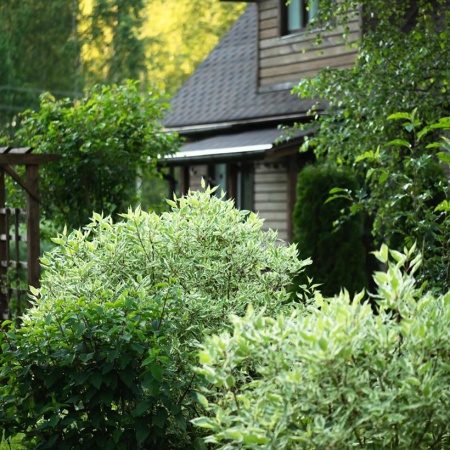 Дерен белый Elegantissima