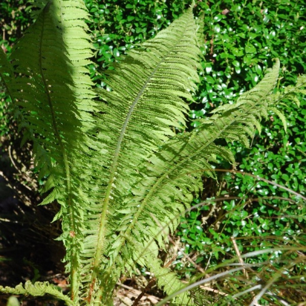 Страусник обыкновенный (Папоротник)2