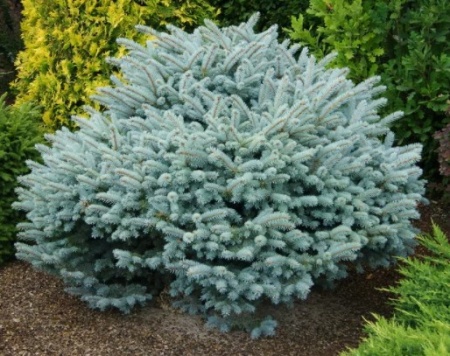 glauca globosa.jpeg