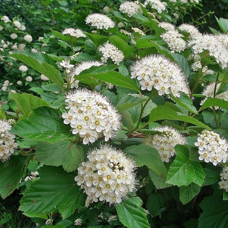 Пузыреплодник калинолистный1