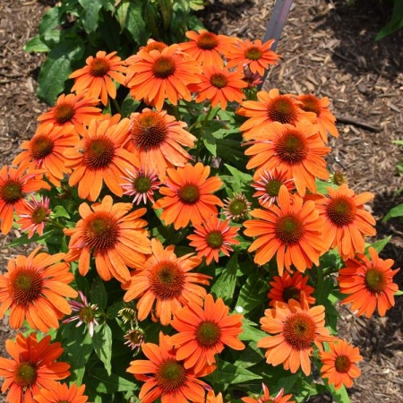 Эхинацея пурпурная PollyNation Orange Red4