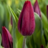 Тюльпан Strong Love