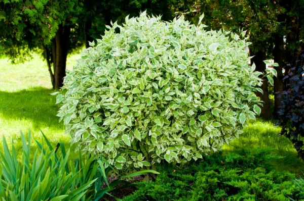 Дерен белый Elegantissima1