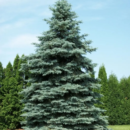 Ель колючая Glauca1