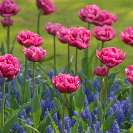 Тюльпан Margarita2