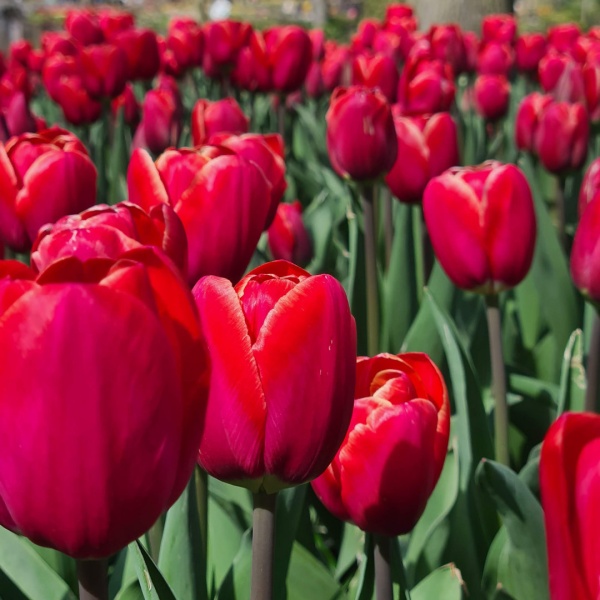 Тюльпан Kung Fu3