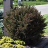 Пузыреплодник калинолистный Little Devil