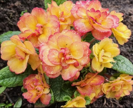 Примула Balerina  Rosette Nectarine