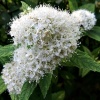 Спирея японская Albiflora3