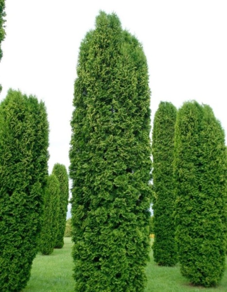 Туя западная Columna4
