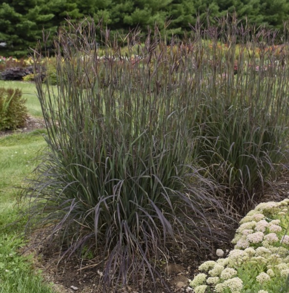 Андропогон (бородач) Жерара Блэкхокс