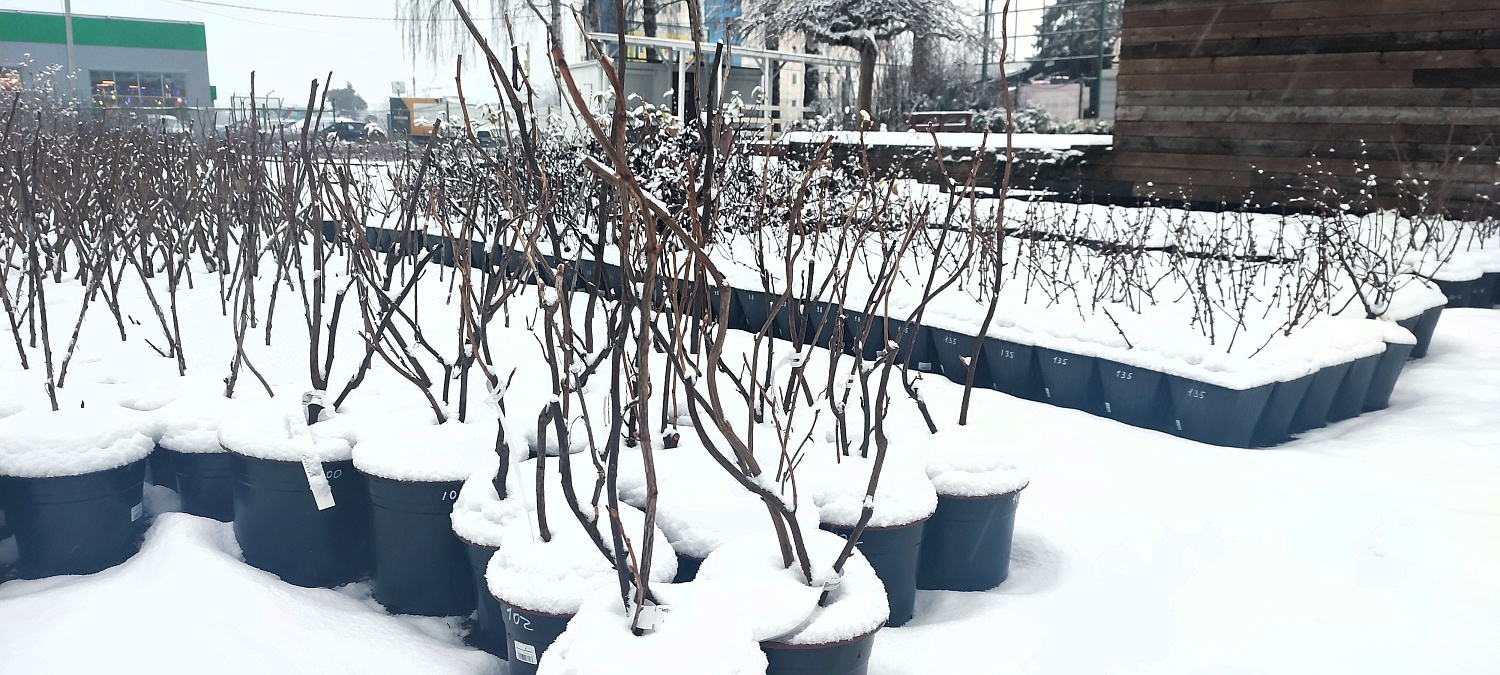 Растения уже снегом укрыты, а мы всё ещё для Вас открыты!