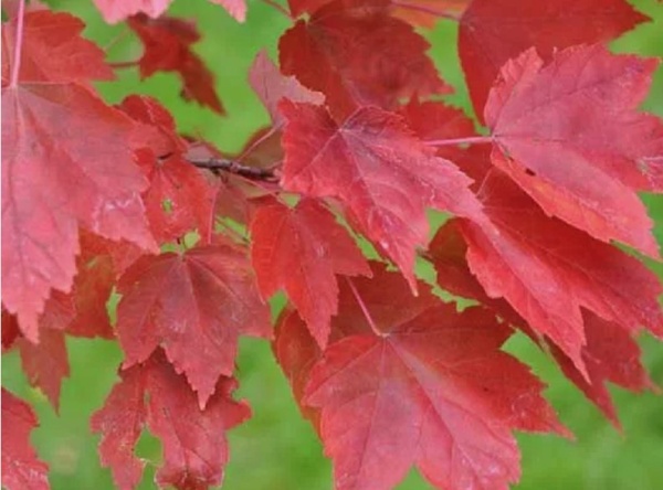 Клен красный 3