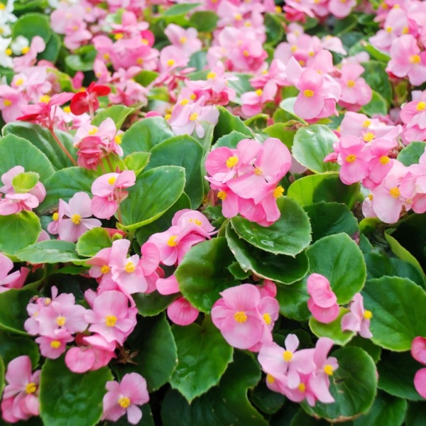 Бегония грацилис2