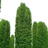 Туя западная Columna4