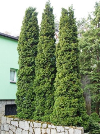 Туя западная Columna2