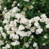Спирея японская Albiflora
