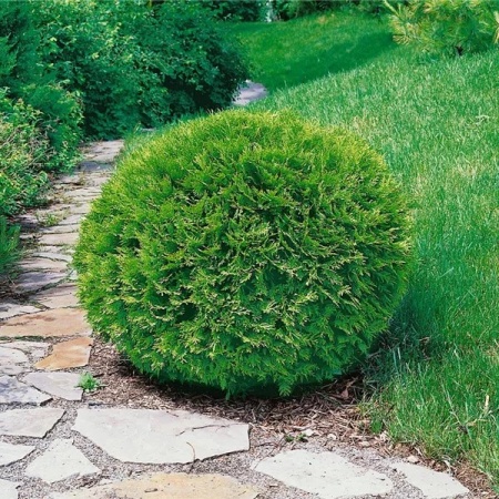 Туя западная Recurvata nana