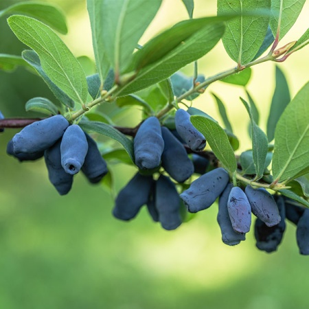 Жимолость Омега