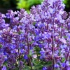 Котовник фассена Blue Wonder Котовник фассена Blue Wonder