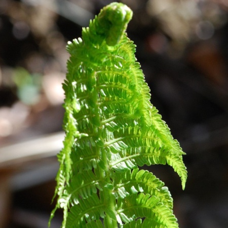 Страусник обыкновенный (Папоротник)