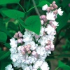 Сирень обыкновенная Krasawica Moskwy)