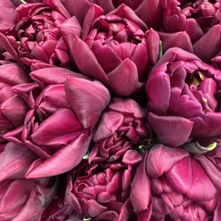 Тюльпан Alison Bradley2